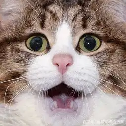  这只猫咪虽然只有两条腿,但它凭借丰富的表情包圈粉无数