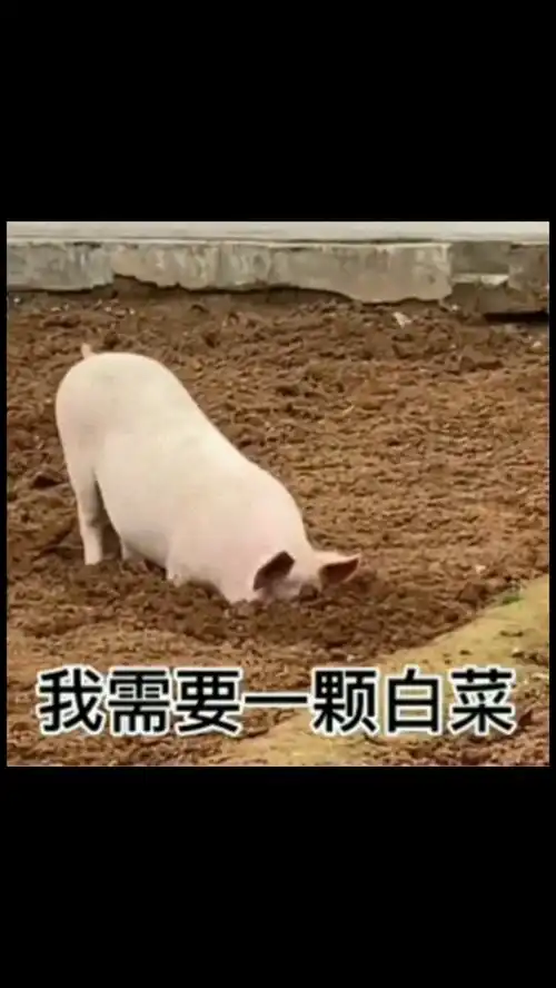  搞笑表情包表白撩妹恋爱情侣日常