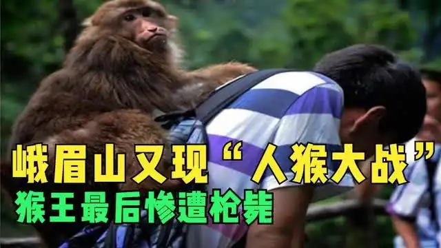  峨眉山又现人猴大战,游客竟被推下悬崖,猴王被枪毙为过吗