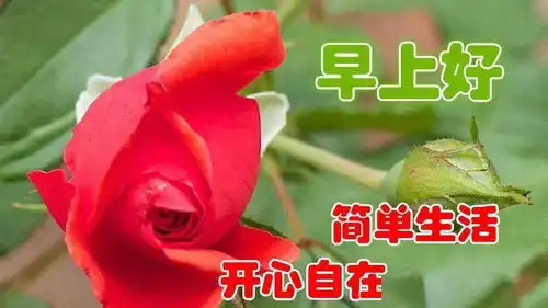  1月29日暖心的早上好动态表情图片,特漂亮的清晨问好图片带字