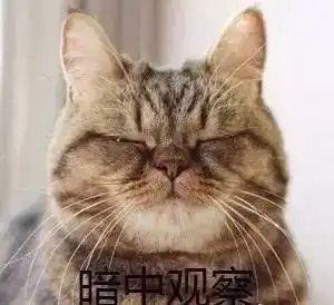 形容心情抓狂的表情包猫咪