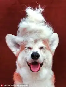  美快乐微笑狗狗眯眼吐舌成网红