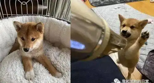  柴犬被训话低头忏悔,内建丰富表情包让饲主根本骂不下去