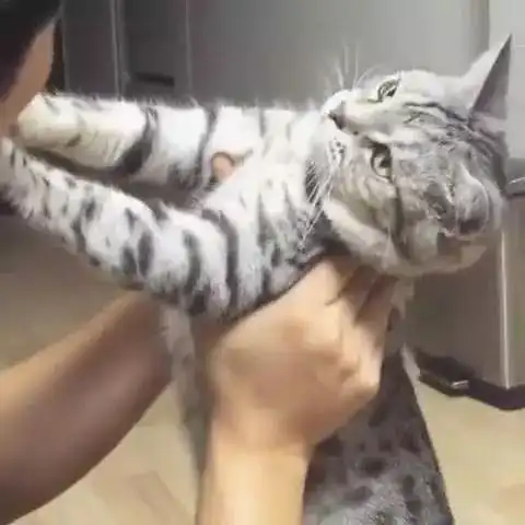 猫养不熟我觉得这是对猫最大的误解图片