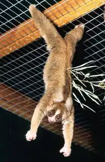  云南倭蜂猴数量不到大熊猫的百分之五我太小,请放过我