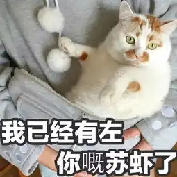  泪网红猫楼楼去世,我的表情包回到了汪星球...搜狐宠物搜狐网