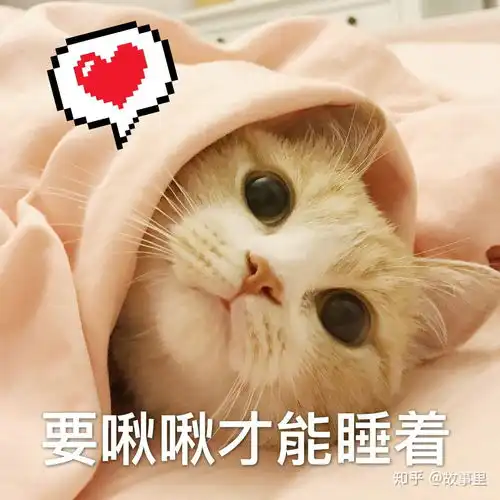  有点独的人养猫好还是养狗好