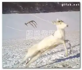  吓尿了表情包动物版各种动物懵逼的表情简化中文版软件下载
