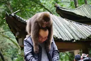  峨眉山上的大事,震撼了全国人民