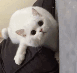  超可小狗狗小猫猫表情包