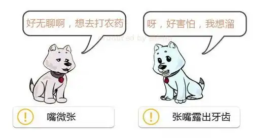  学会狗语言,读懂你的狗狗狗的喜怒哀乐不用猜