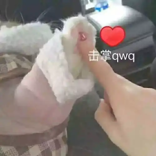 猫爪牵手表情包全套宝宝
