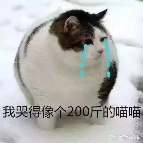 huh猫表情包动图校运会
