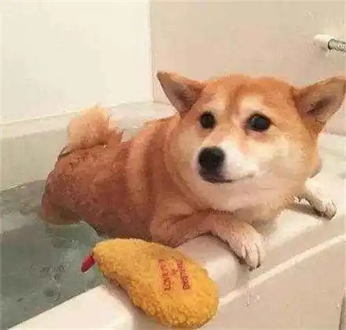 洗澡了表情包柴犬
