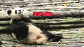  熊猫宝宝变吃脚大汉表情值得点赞真是回味无穷啊