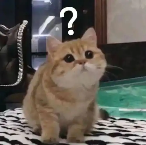  表情包猫咪表情包我藏好了,来找我吧
