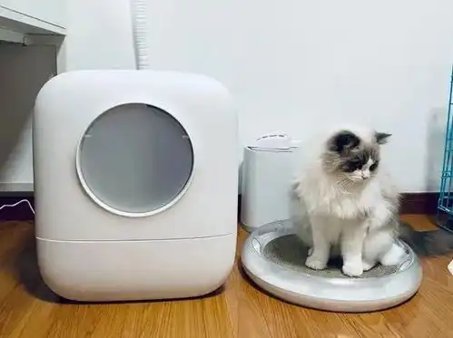  猫屎怎么会那么臭堪比生化武器,铲屎官都无法忍受