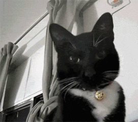  主人转动摄像头,结果看到猫这眼神和表情,不知道该说点什么