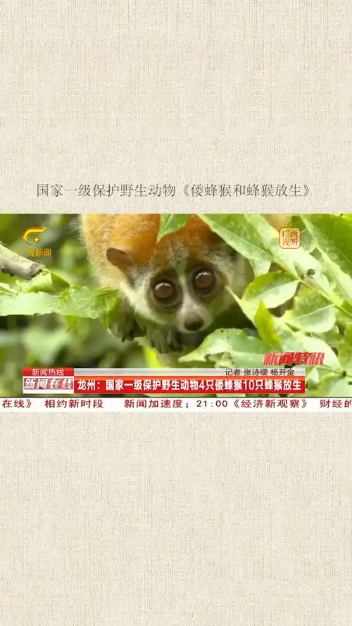  新闻国家一级保护野生动物倭蜂猴和蜂猴放生