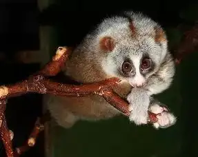  蜂猴模样