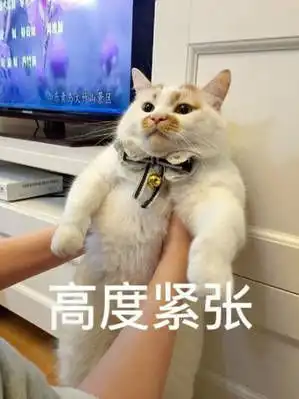 huh猫表情包动图玉戒