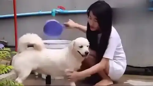  主人给宠物狗洗澡,狗狗的表情亮了,网友太享受了