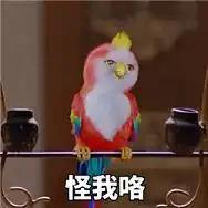  楚乔传苍梧鸟表情包带字精选楚乔传小鹦鹉表情包超萌