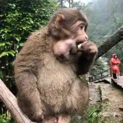  电话,地址,价格,营业时间峨眉山市周边游