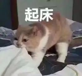  什么还在睡懒觉猫咪表情包喊你起床