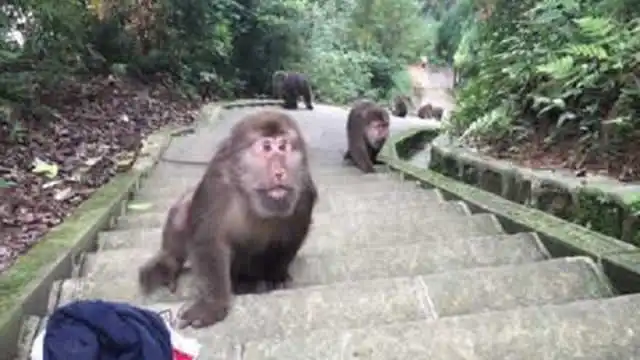  峨眉山猴子最怕的东西,拿出来一亮,猴子就不敢再嚣张了
