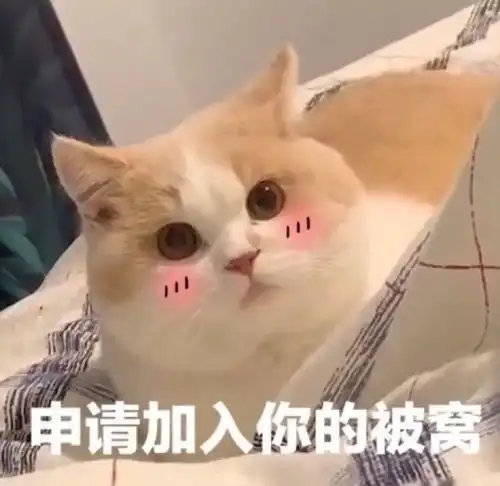  和对象聊天用的可爱表情包
