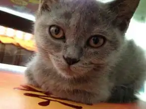  英国短毛蓝猫眼睛颜色