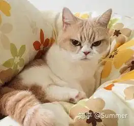  猫咪生气时有哪些表现