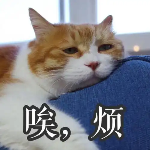  求这只猫的全套表情包