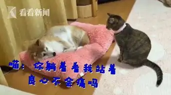 我已经躺好了表情包柴犬