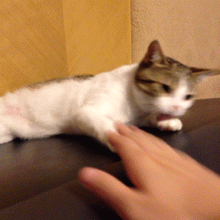 huh猫表情包动图小猫咪