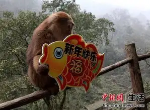  峨眉山春节启动分流措施灵猴朝九晚五上班