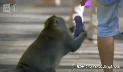  巴厘岛猴子不抢食物专抢手机钱包科学家它们已经懂了人类经济学