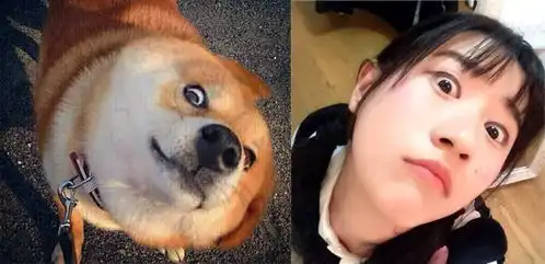 贝拉表情包一条狗