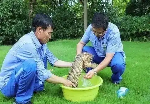  路人围观小脑斧洗澡,虎宝宝开始拒绝,后来真香