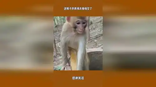 峨眉山的猴子表情包孙悟