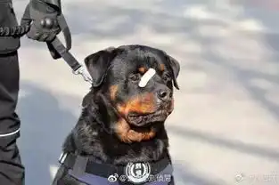 瞎说什么实话表情包警犬