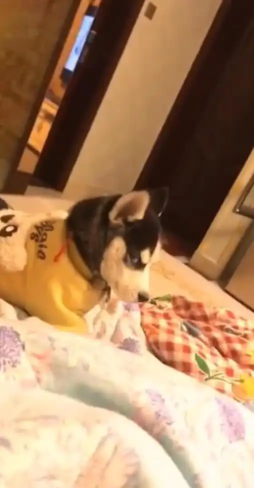  主人让哈士奇离开床,二哈听后转头盯着主人看,表情足以让人笑喷