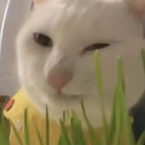  g的猫表情包合集2