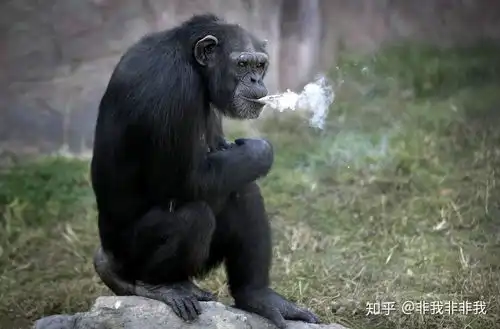  人类是从猴子进化来的为啥现在的猴子没有进化成人的