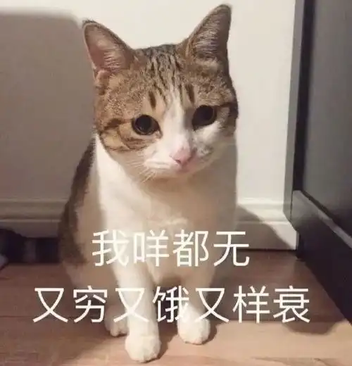  岛国布偶被流浪猫疯狂求爱,结果笑哭网友