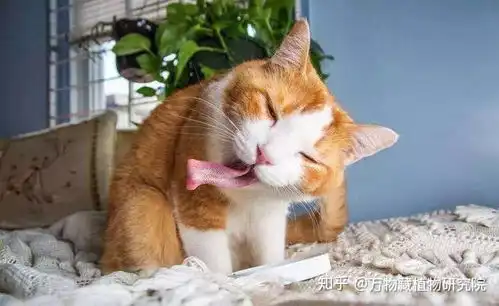  教你自制驱蚊水这个夏天拒绝给蚊子献血