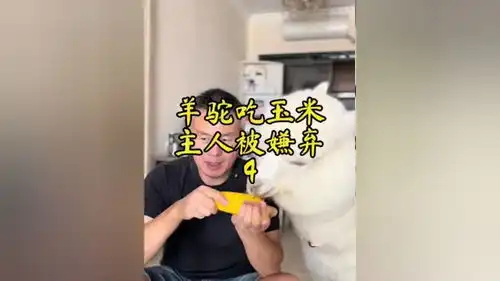  看着羊驼吃玉米那么香我也很想尝尝一起吃应该不影响吧结果出乎意料羊驼吐口水羊驼