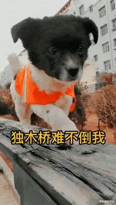  小田园犬被扔垃圾桶,幸好遇见消防战士,成了消防队的狗子