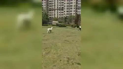  暴躁羊驼洗澡时与主人展开口水大战一头3万块,不开心就吐口水